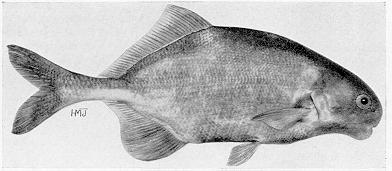 Hippopotamyrus discorhynchus, a mormyrid
found in Lake Malawi; illustration from Jubb (1967), used by permission
of A. A. Balkema Publishers