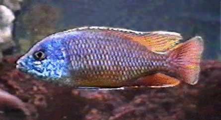 Protomelas taeniolatus `red empress,`
photo &copy; by Vincent Guarno, used with permission