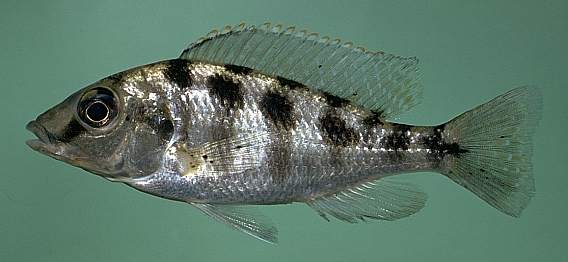 Mylochromis ericotaenia, photo copyright &copy; by M. K. Oliver