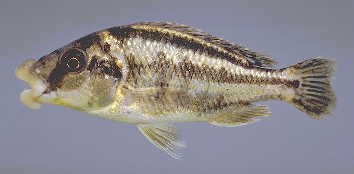 Cheilochromis euchilus adult, photo by M.K. Oliver