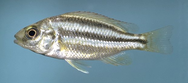 Cheilochromis euchilus juvenile, photo by M.K. Oliver