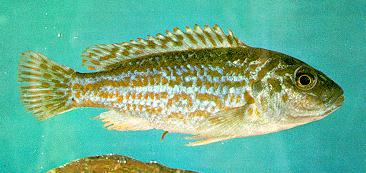 Labidochromis joanjohnsonae, female (holotype of the synonymous Melanochromis exasperatus);
photo by Dr. H. R. Axelrod, from Burgess (1976a)