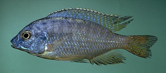 Protomelas cf. fenestratus, photo copyright &copy; 1997 by M. K. Oliver