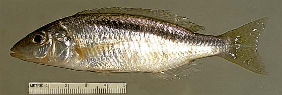 Mylochromis formosus, photo copyright &copy; by M. K. Oliver