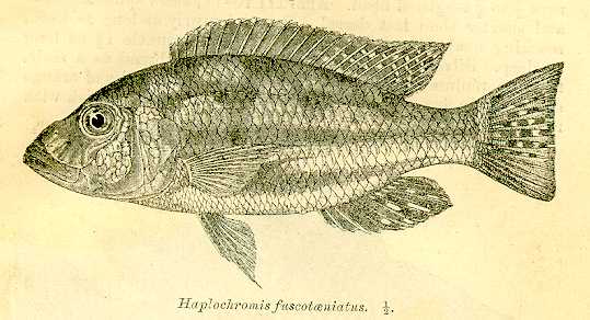 Nimbochromis fuscotaeniatus, drawing of holotype
from Regan (1922)