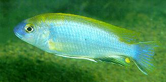 Gephyrochromis lawsi,
photo by Ad Konings
