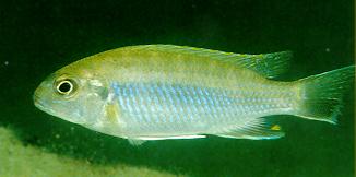 Gephyrochromis moorii, photo by Ad Konings
