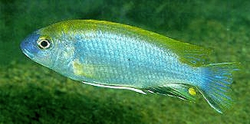 Gephyrochromis lawsi. Photo &copy; Ad Konings