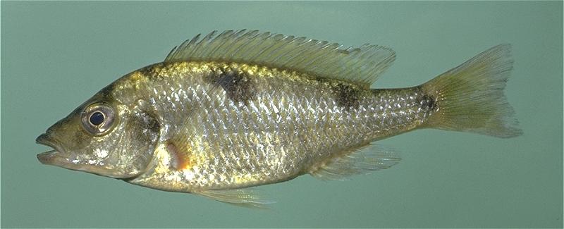 Hemitilapia oxyrhynchus, photo copyright &copy; by M. K. Oliver