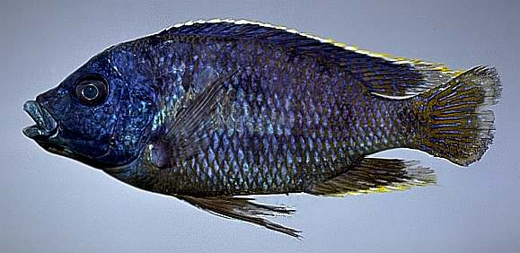 Otopharynx heterodon, photo copyright &copy; 1997 by M. K. Oliver