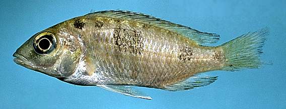 Otopharynx heterodon, photo copyright &copy; 1997 by M. K. Oliver