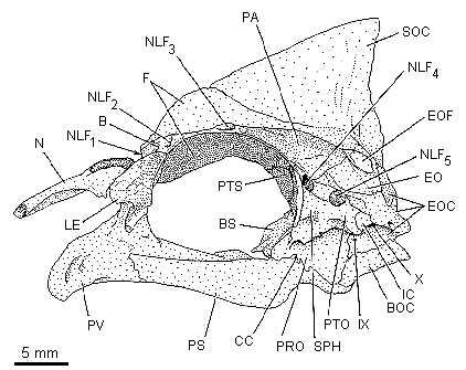 Skull bones of
Heterochromis multidens, a basal African cichlid from the Congo basin