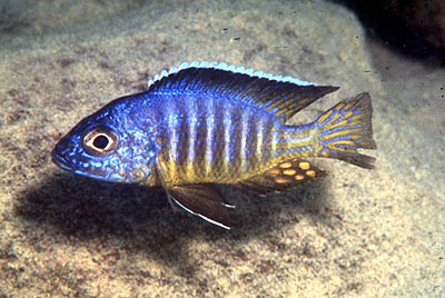 Aulonocara hueseri,
photo by Ad Konings as seen at The Cichlid Exchange, used by permission