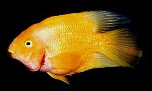 blood red parrot cichlid