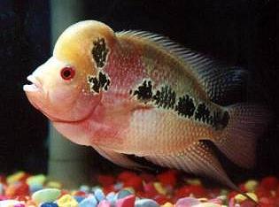 Flower Horn hybrid