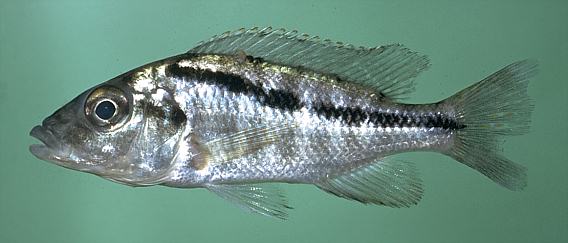 Mylochromis incola, photo copyright &copy; by M. K. Oliver