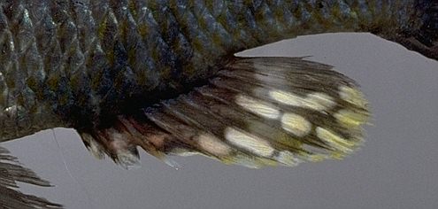 Protomelas insignis, anal fin, photo copyright &copy; by M. K. Oliver