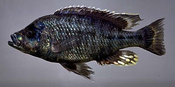 Protomelas insignis, photo copyright &copy; by M. K. Oliver