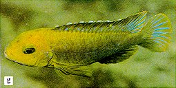 Iodotropheus sprengerae, photo from Ribbink et al. (1983)