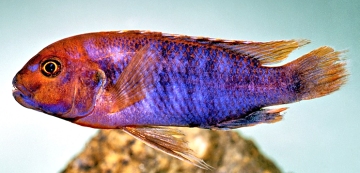 Iodotropheus sprengerae. Photo &copy; by M.K. Oliver