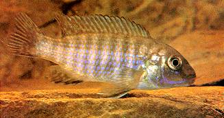 Iodotropheus stuartgranti, female, photo by Ad Konings