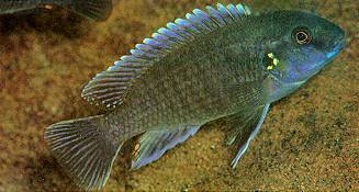 Iodotropheus stuartgranti, male, photo by Ad Konings