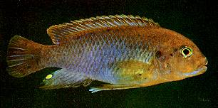 Iodotropheus sprengerae, photo by Ad Konings