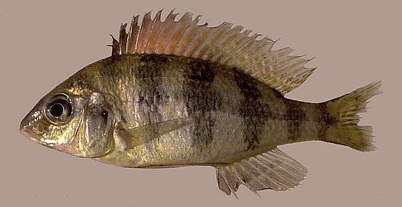 Placidochromis johnstoni, photo copyright &copy; by M. K. Oliver