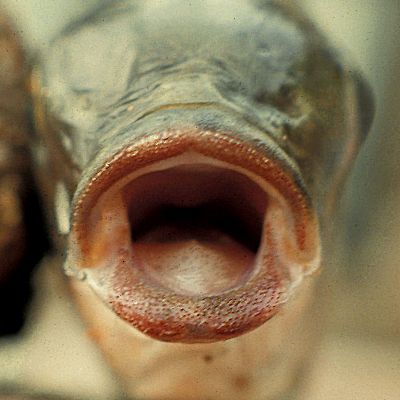 Jaws of Oreochromis karongae, photo &copy; by G.F. Turner