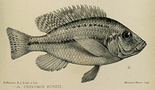 Protomelas kirkii, drawing from the original description of G&uuml;nther (1894)
