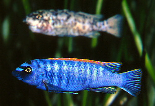 Labeotropheus trewavasae pair in Berlin Aquarium, photo copyright &copy; by M.K. Oliver