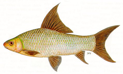 Labeo altivelis, a cyprinid
found in Lake Malawi; illustration from Skelton (1993), used by permission
of P.H. Skelton