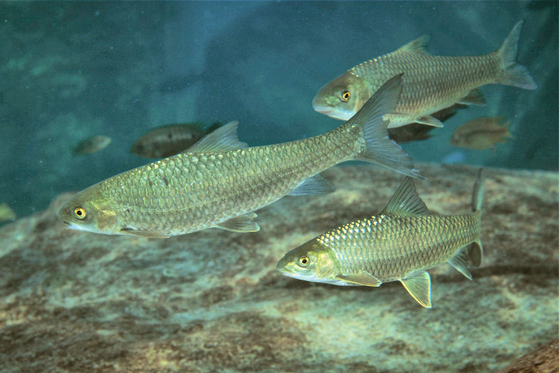Labeobarbus johnstonii, a large minnow found in Lake Malawi. Photo &copy; by Larry Johnson, used by permission