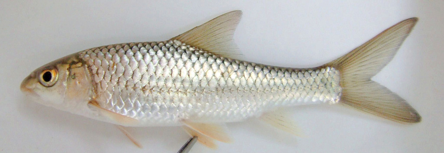 Labeobarbus johnstonii, one of three large minnow species found in Lake Malawi and surrounding rivers. Juvenile from Bua River, Malawi. Photo copyright &copy; by Denis Tweddle, used with his permission