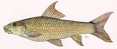 Labeo cylindricus, a cyprinid
found in Lake Malawi; color illustration from Jubb (1967), used by
permission of A. A. Balkema Publishers
