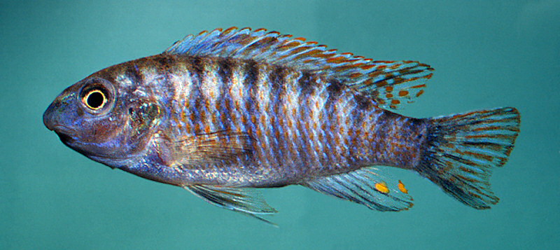 Labeotropheus fuelleborni, photo &copy; M.K. Oliver