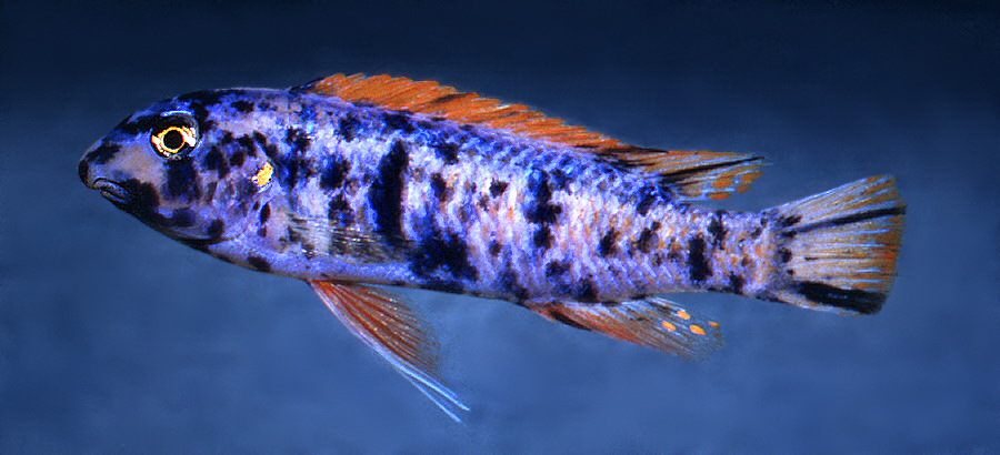 Labeotropheus trewavasae OB male ('marmalade cat'), photo &copy; by M.K. Oliver