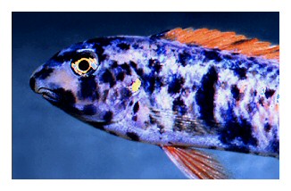 Labeotropheus trewavasae Marmalade Cat male, photo &copy; by M.K. Oliver