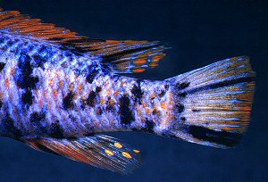 Labeotropheus trewavasae, OB male `marmalade cat�; photo &copy; M.K. Oliver