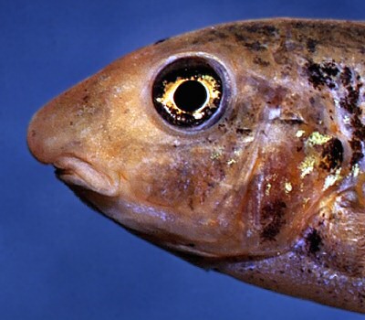 Labeotropheus trewavasae, head; photo copyright &copy; by M.K. Oliver