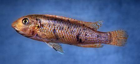 Labeotropheus trewavasae, OB, sex uncertain; photo &copy; M.K. Oliver