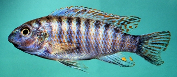 Labeotropheus fuelleborni. Photo &copy; by M.K. Oliver