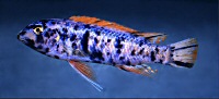 `Marmalade cat` OB male Labeotropheus trewavasae