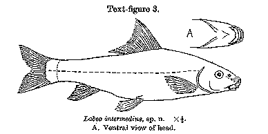 Labeo worthingtoni, a cyprinid
found in Lake Malawi; illustration from Worthington (1933)