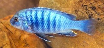 Labidochromis freibergi, male, aquarium photo by Micha Berlijn, used by permission
