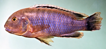 Labidochromis heterodon. Photo &copy; by M.K. Oliver
