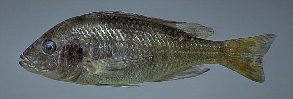 Trematocranus labifer, photo copyright &copy; by M. K. Oliver