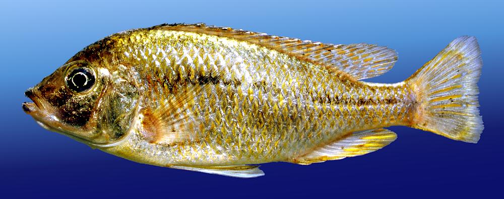 Protomelas labridens, photo copyright &copy; by M. K. Oliver