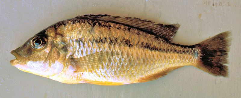 Protomelas labridens, photo copyright &copy; by M. K. Oliver, Ph.D.