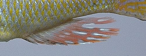Mylochromis lateristriga, anal fin, photo
copyright &copy; 1997 by M. K. Oliver